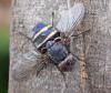 Calliphora vicina
